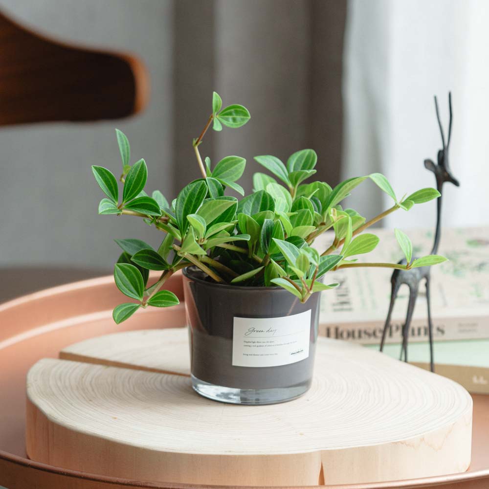丸太　(ハピネス三茶)　観葉植物スタンド 球体デザイン 観葉植物 | 青山フラワーマーケット インテリアやギフトに最適|通販|花