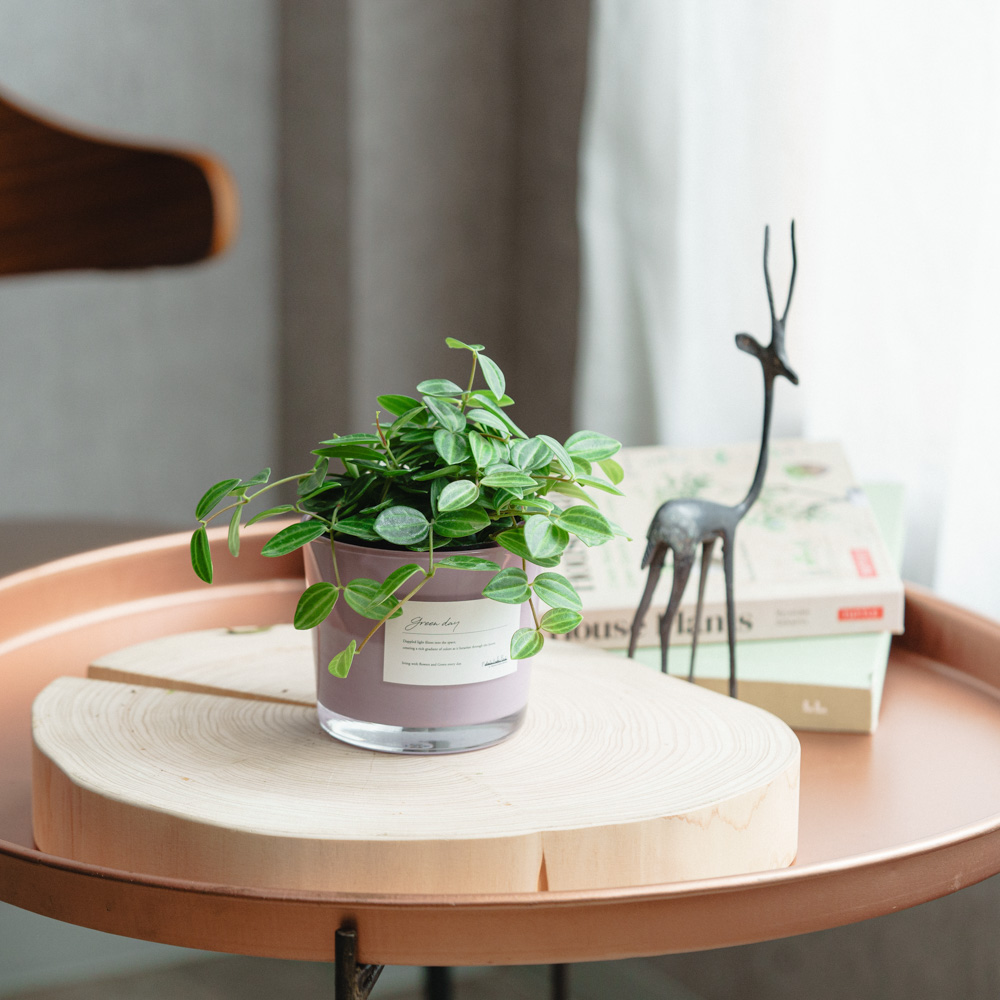 観葉植物（〜4,999円） | 青山フラワーマーケット | 青山フラワー