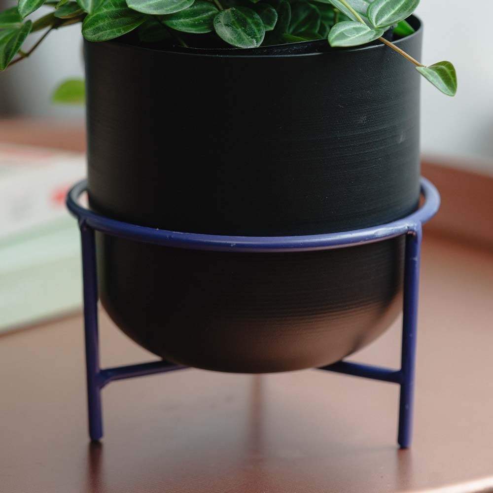 観葉植物（〜4,999円） | 青山フラワーマーケット | 青山フラワー