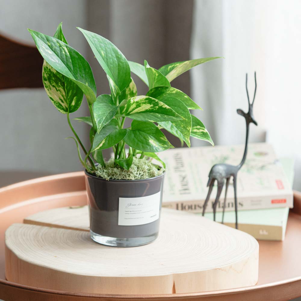 観葉植物（〜4,999円） | 青山フラワーマーケット | 青山フラワー