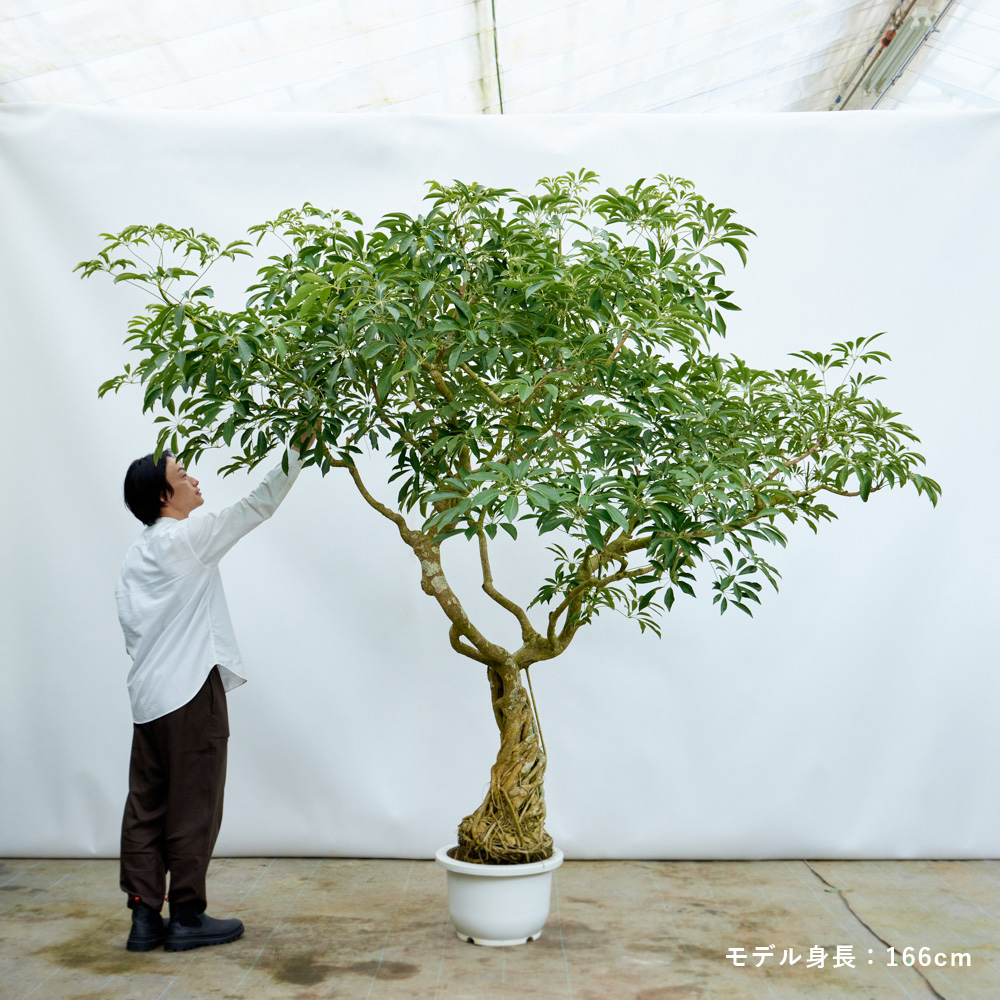 青山フラワーマーケット｜空間・部屋のシンボル となる植物 | 青山