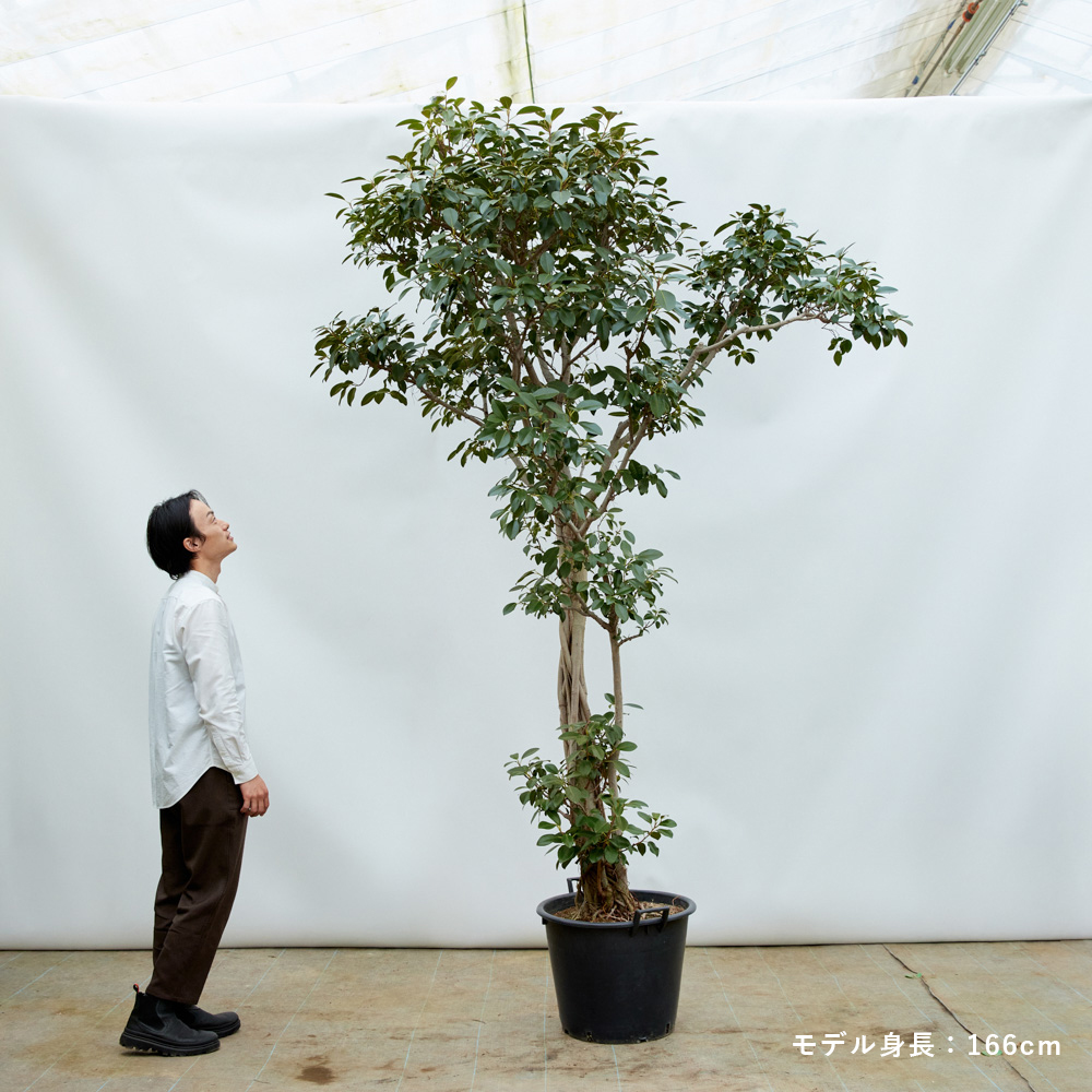 特注一点もの】フランスゴム/やわらかな樹形に癒やされるナチュラルな