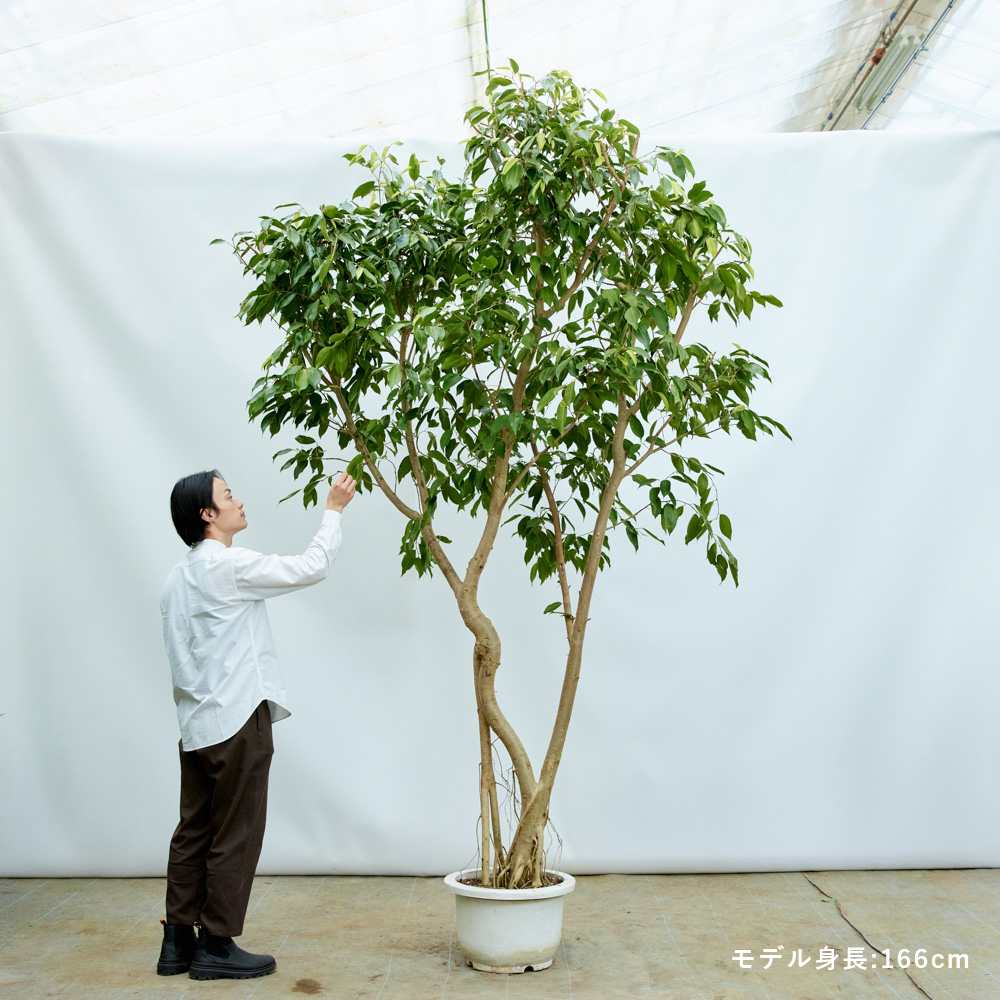 青山フラワーマーケット｜花束・ギフトのオンラインショップ