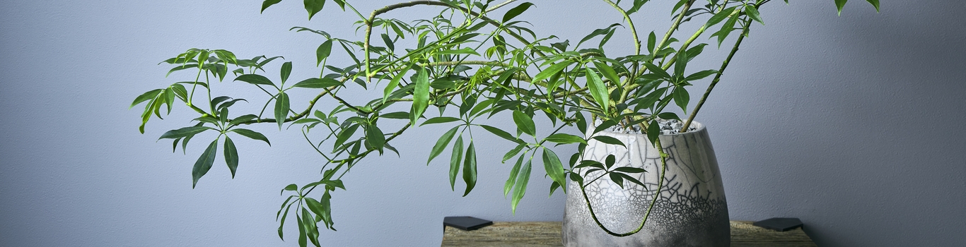 一点もの観葉植物 青山フラワーマーケット公式 花屋 花 花束 フラワーギフト 通販