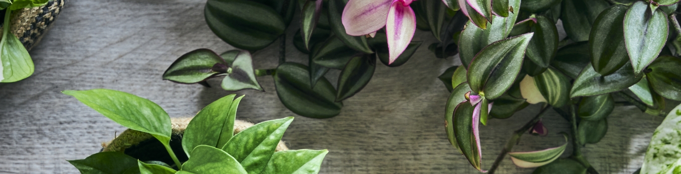 彩りを与えてくれる植物 | 青山フラワーマーケット | 青山フラワー