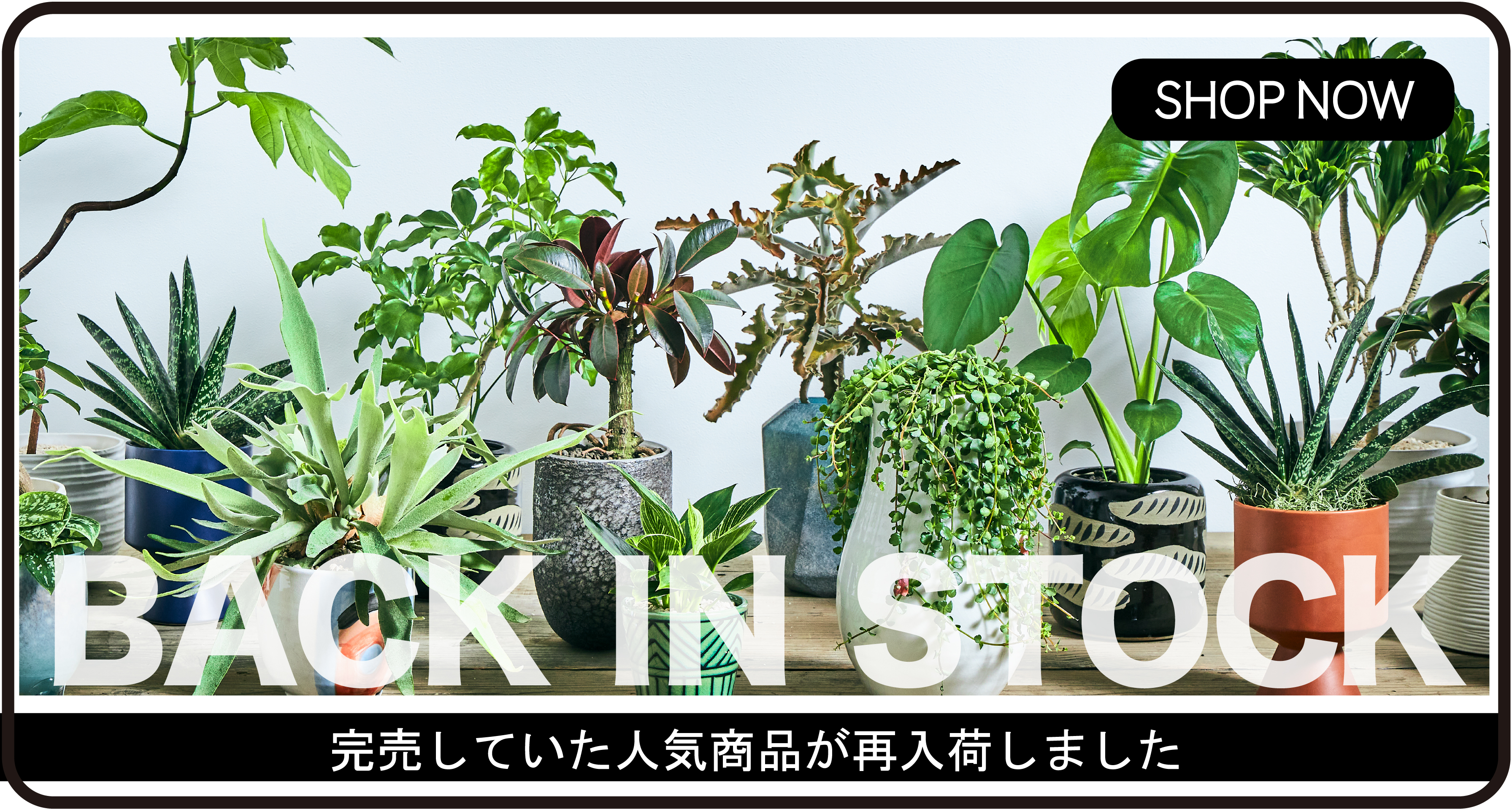 観葉植物 | 青山フラワーマーケット インテリアやギフトに最適