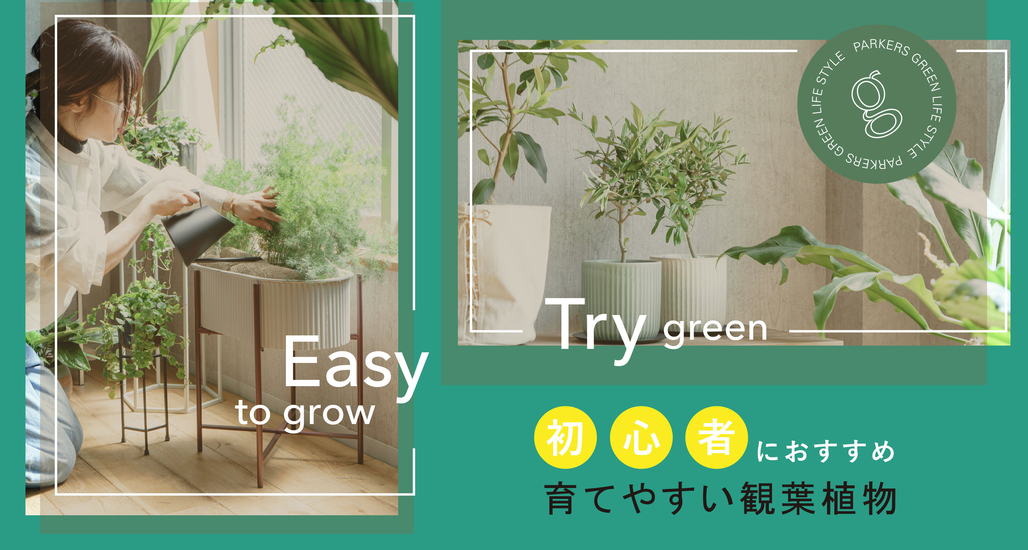 フラワーポッド・フラワーディスプレイ・鉢・観葉植物 観葉植物 | 青山フラワーマーケット インテリアやギフトに最適