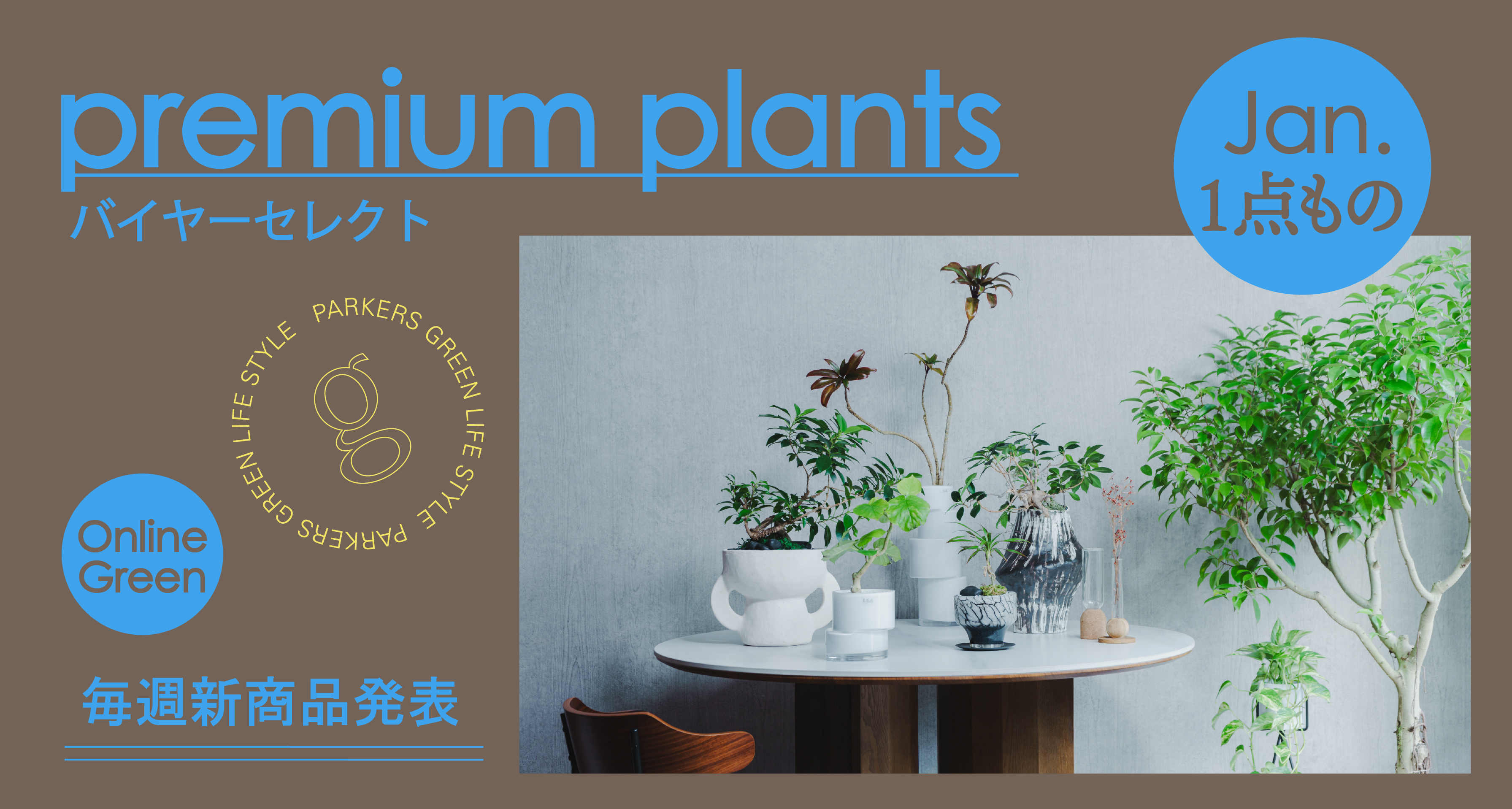 観葉植物の通販 ギフト・お祝い・自宅用 | 青山フラワーマーケット