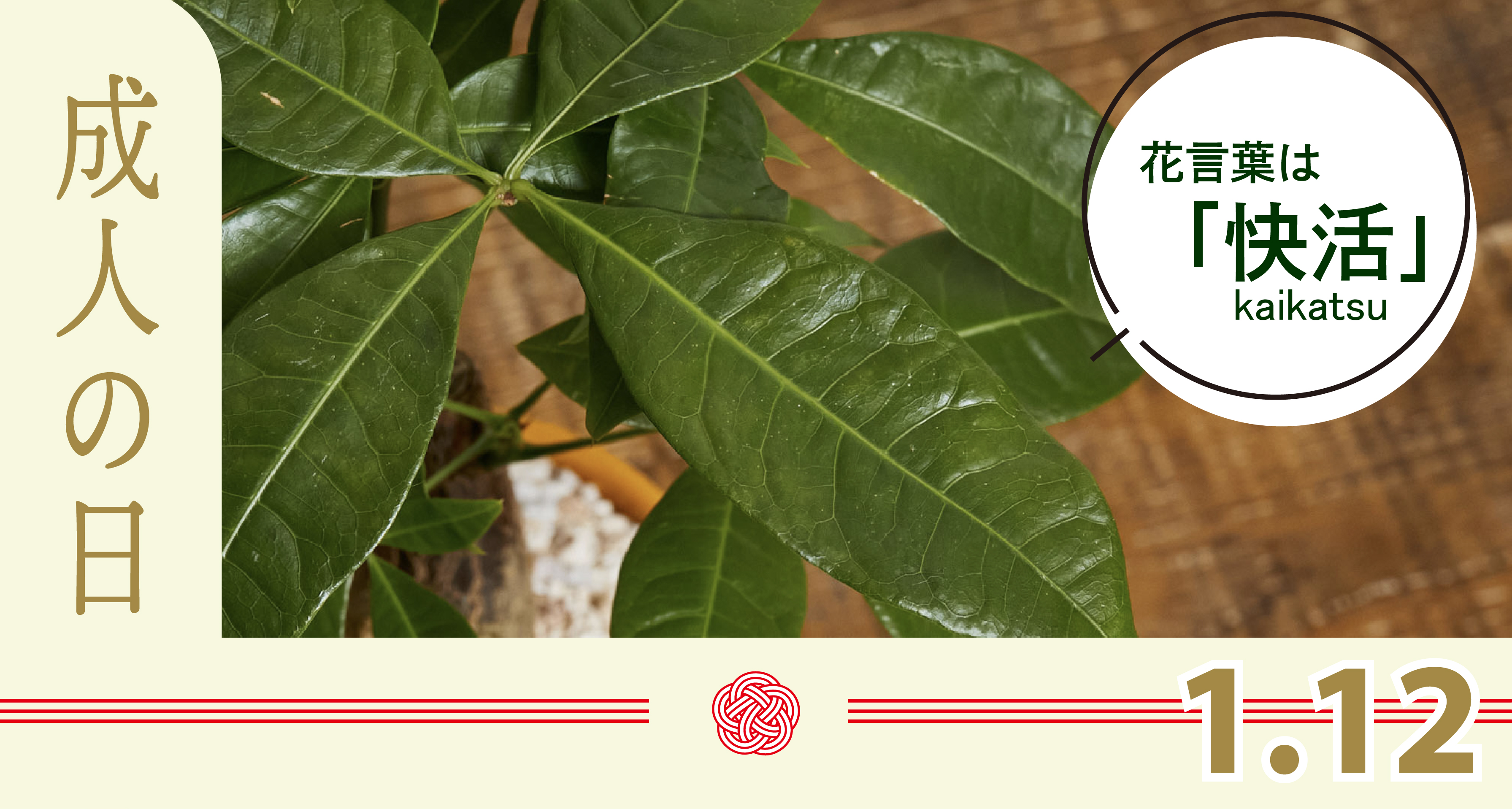 サマーセール。オリーブグリーン 花びら型鉢[1] サマーセール。オリーブグリーン 花びら型鉢[1] サマーセール