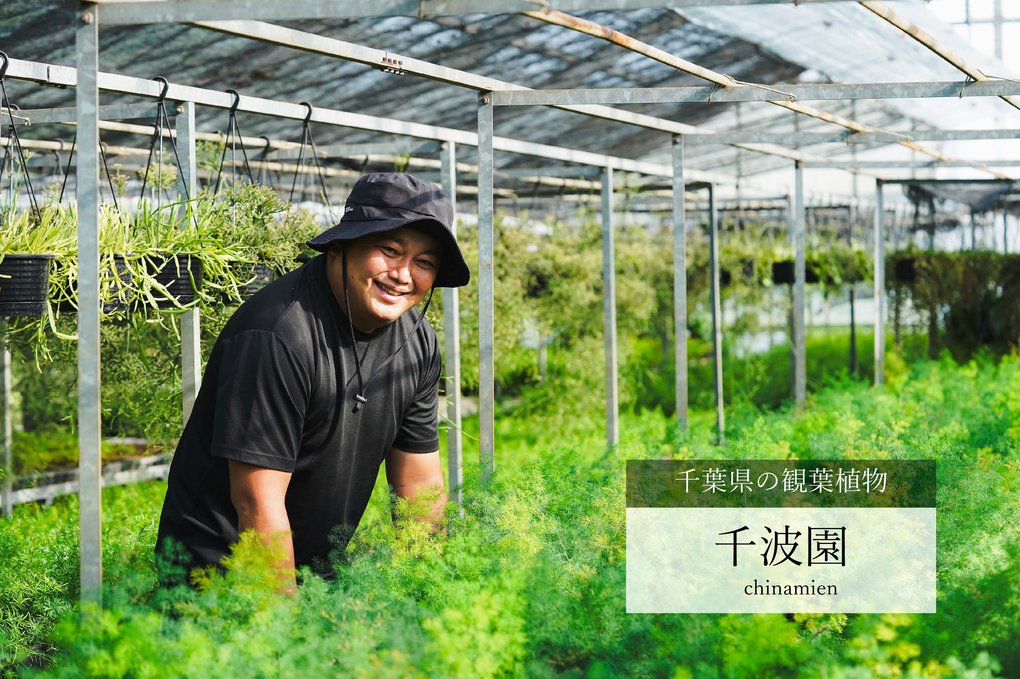 月夜に甘い柑橘の香りが漂うゲッキツ(Gray) | 青山フラワーマーケット