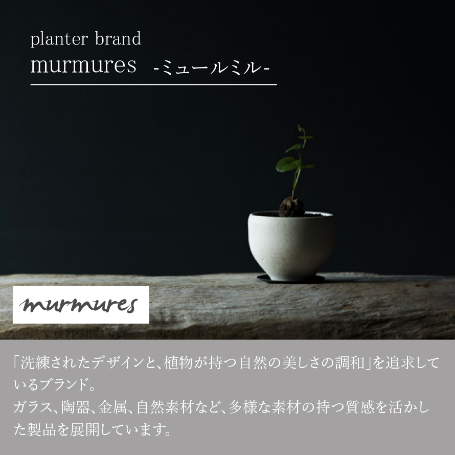 お正月お飾り3点セット付】黒松盆栽/murmures(ミュールミル)/梓