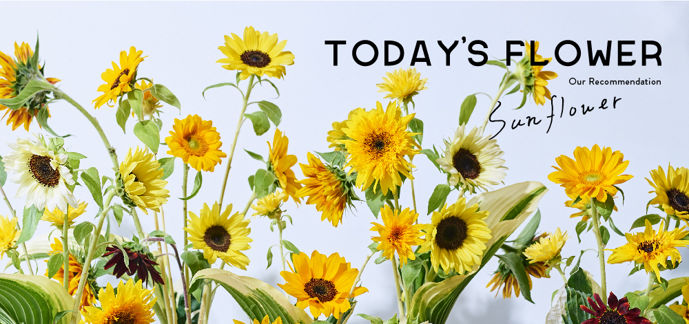 青山フラワーマーケット 19年ニュース 青山フラワーマーケット公式 花屋 花 花束 フラワーギフト 通販