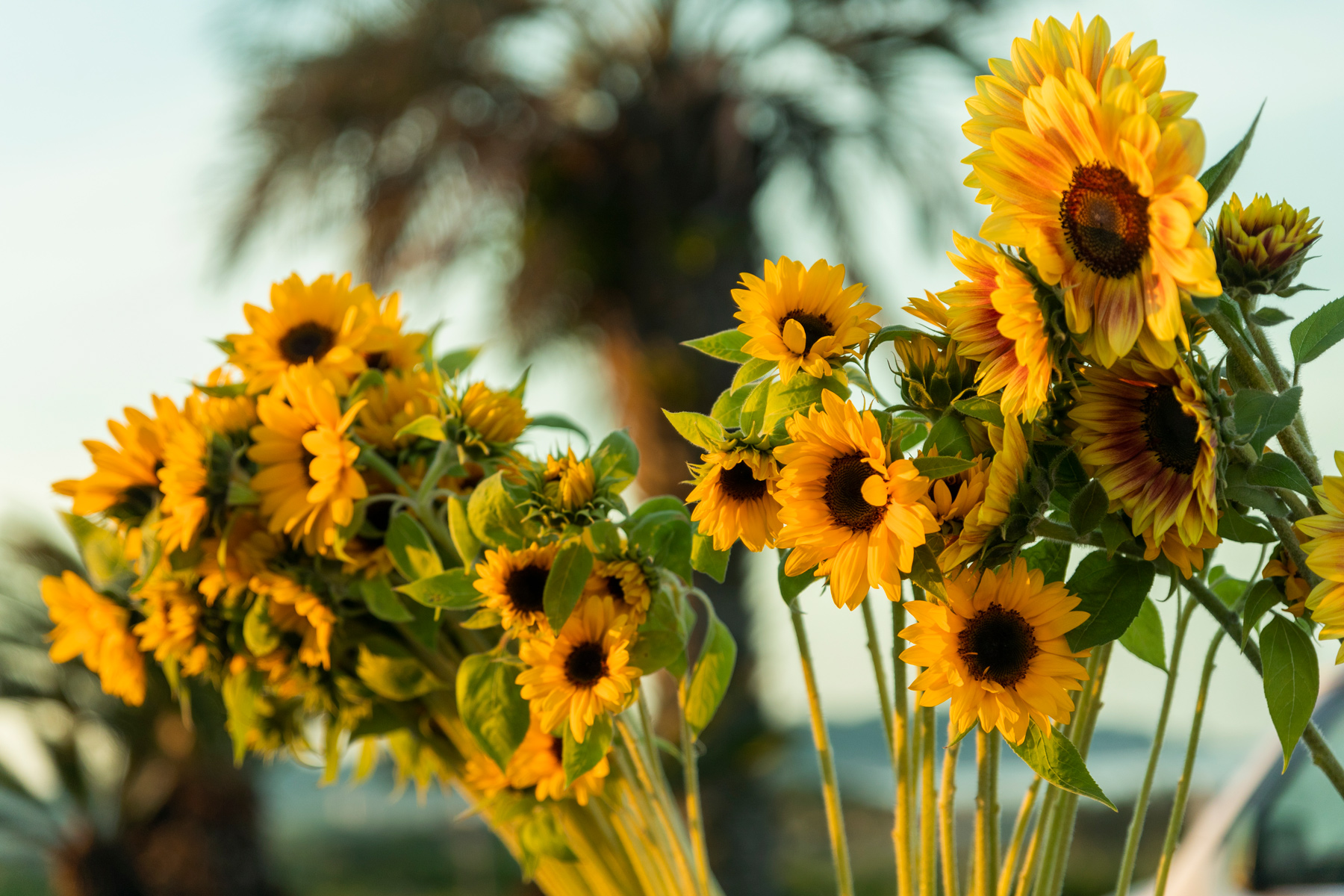 青山フラワーマーケット 19年ニュース 青山フラワーマーケット公式 花屋 花 花束 フラワーギフト 通販