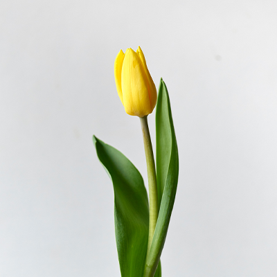 青山フラワーマーケット 年ニュース 青山フラワーマーケット公式 花屋 花 花束 フラワーギフト 通販