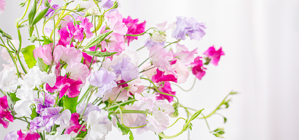 青山フラワーマーケット 21年ニュース 青山フラワーマーケット公式 花屋 花 花束 フラワーギフト 通販