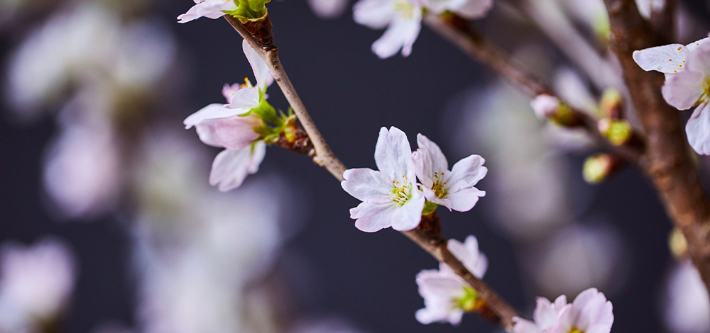 【新幹線で旅する花】2月は山形県の「啓翁桜」。今回は大井町駅でも販売します