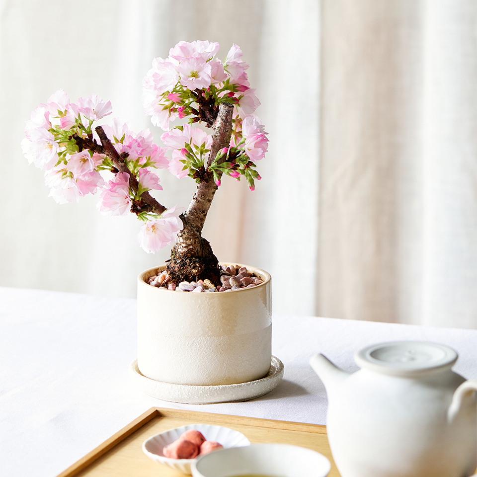 ニュース 花 花束 フラワーギフトの青山フラワーマーケット 全国の花屋 店舗情報 通販サイト 青山フラワーマーケット公式 花屋 花 花束 フラワーギフト 通販