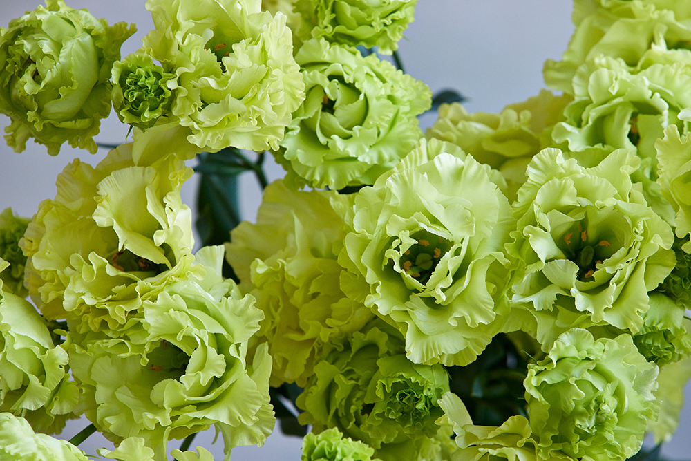 ニュース 花 花束 フラワーギフトの青山フラワーマーケット 全国の花屋 店舗情報 通販サイト 青山フラワーマーケット公式 花屋 花 花束 フラワーギフト 通販