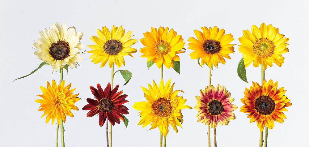 憧れの ガーデニング 花 植物 ＤＩＹ関連 丸みを帯びたフォルムが庭の草花を優しく演出