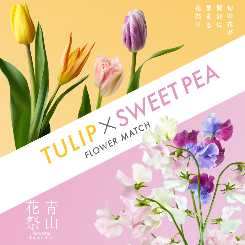 【FLOWER MATCH】あなたはどちらの花が好き?!チューリップ×スイートピー 旬の花のイベント「青山花祭」 今年は2種で開催。