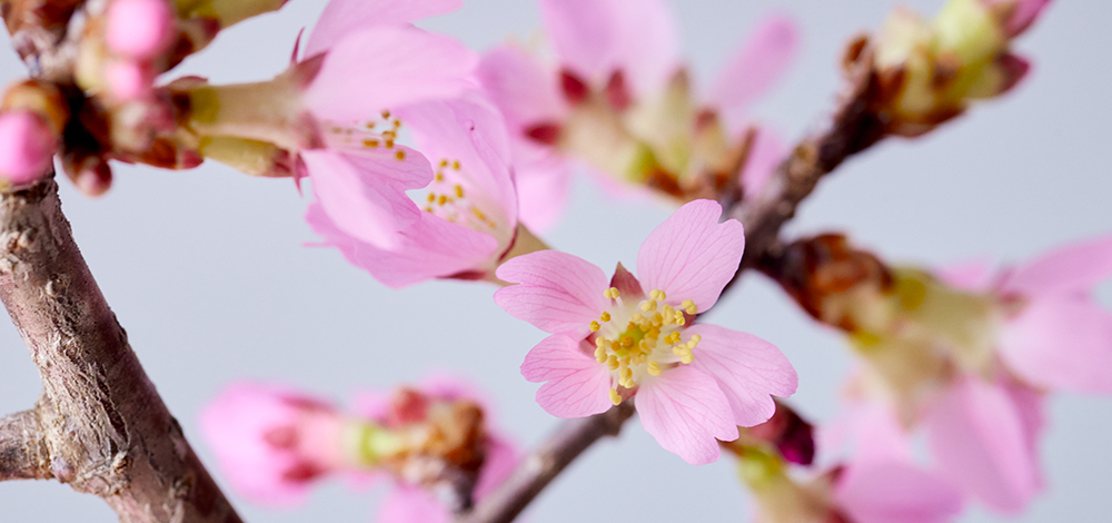 3月27日(水)は「サクラの日」