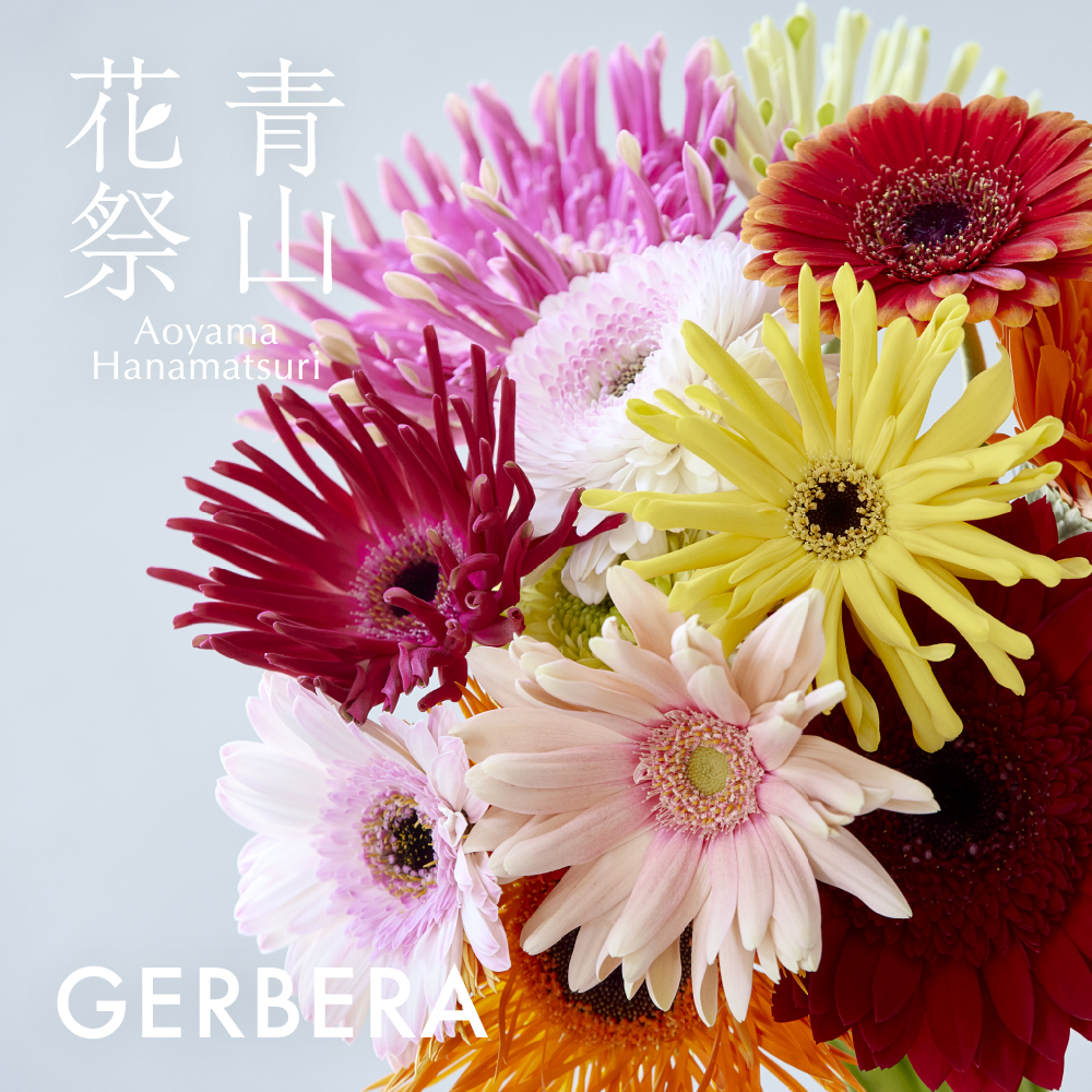 【青山花祭】＜ガーベラ＞旬の花イベント開催のお知らせ