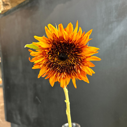 TORUK x 製吉　米国産ブラックウォールナットテーブル（希少） TORUK x 製吉 米国産ブラックウォールナットテーブル（希少）