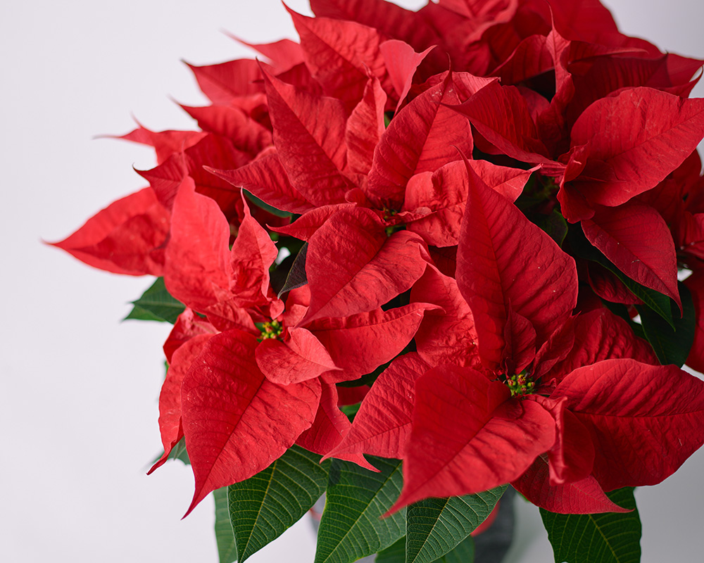 青山フラワーマーケット｜ニュース｜花・花束・フラワーギフトの青山