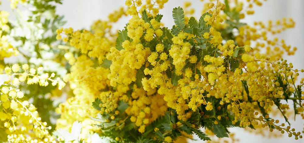 季節のミモザyellow系縦横2wayナチュラルドライフラワースワッグ44