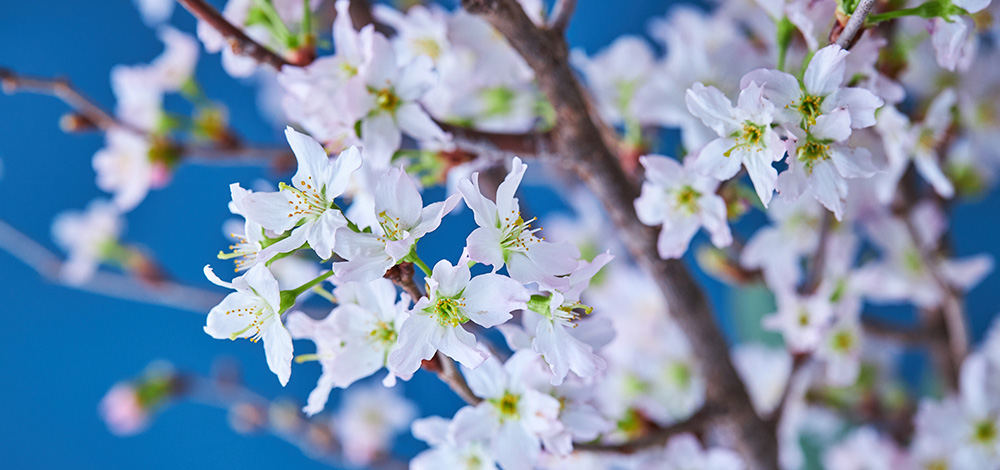 日本人の心の拠り所『桜』の壮大な絵画(サイン入り) 日本人の心の拠り所『桜』の壮大な絵画(サイン入り) JAPAN