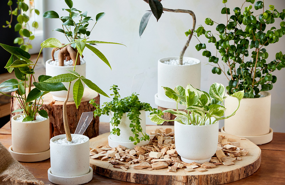 お値下げ済み即決価格✧　青山フラワー✧　エダベース✧ 試しのみの新品同様 青山フラワーマーケット｜ニュース｜花・花束・フラワーギフトの青山