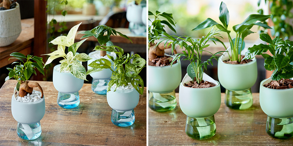 HOLME GAARD ホルムガード 日本未発売水耕球根栽培用 ブルーヒヤシンス HOLME GAARD ホルムガード 日本未発売水耕球根栽培用 ブルーヒヤシンス