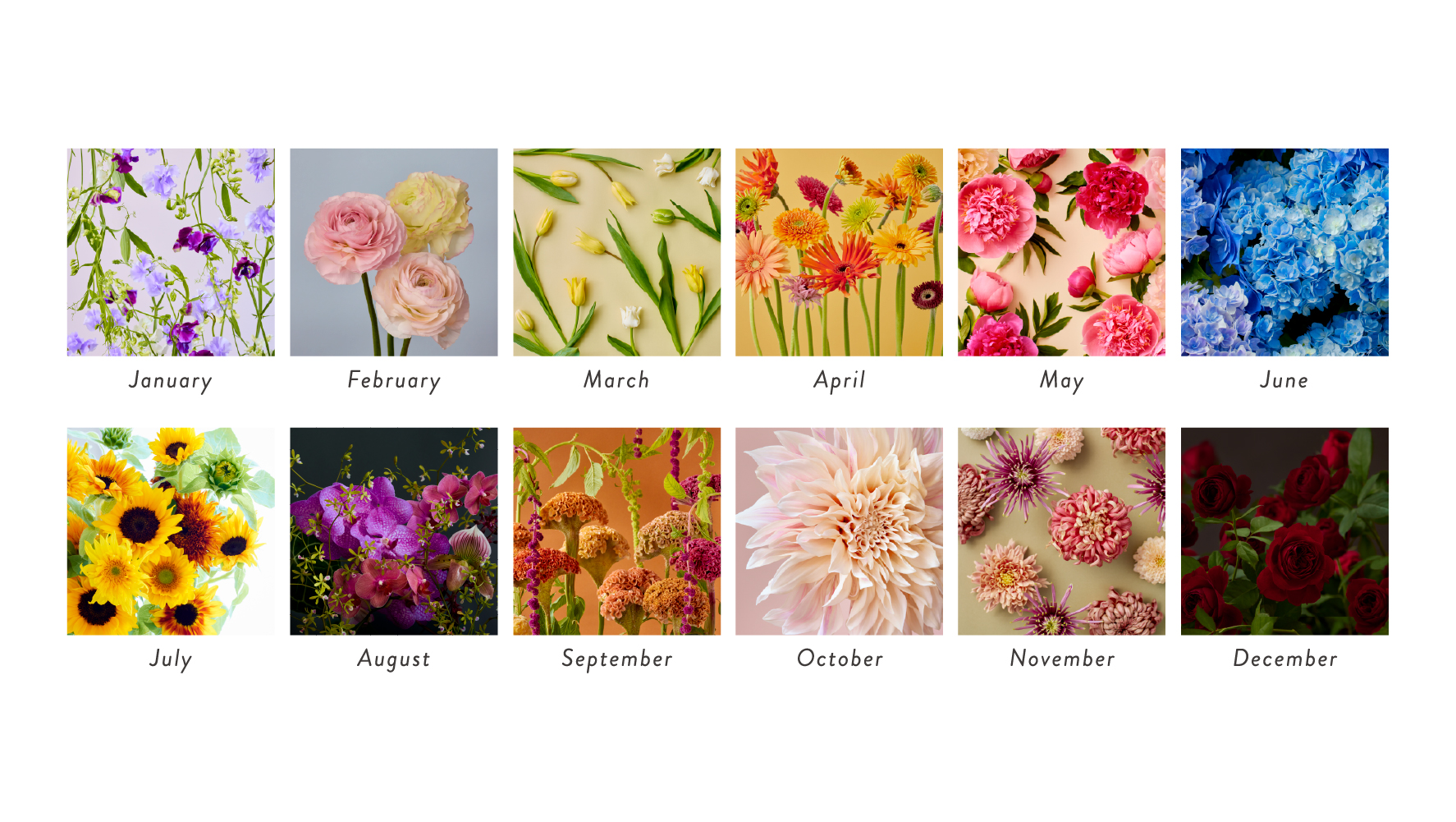 正月特価伝説のディセンバー競パン(時を超えた美品)