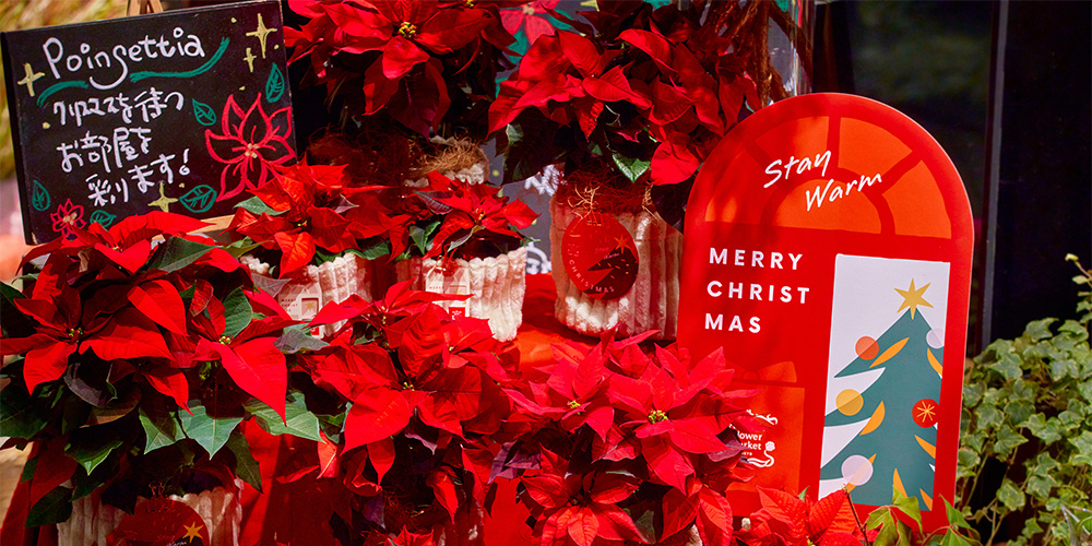 古44▪️昨々シーズン株分け 大木ナーセリー クリスマスローズ 青山