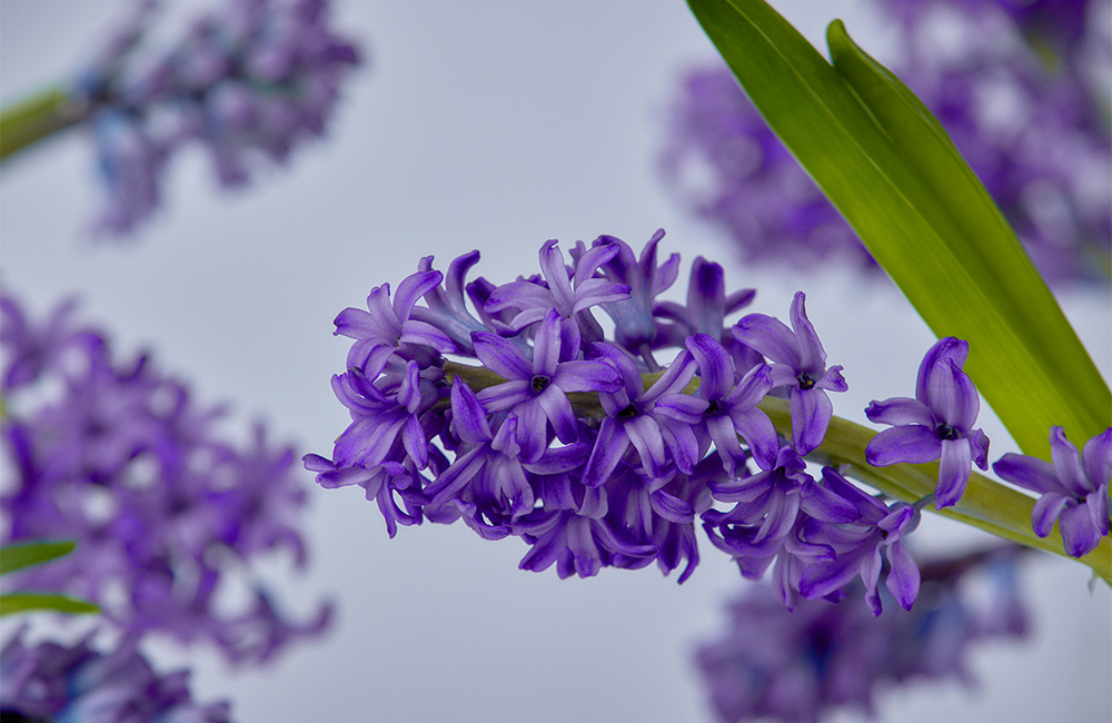 ■ラスト1■ 蕾あり 昨シーズン株分け カメレオン クリスマスローズ □ラスト1□ 蕾あり 昨シーズン株分け カメレオン クリスマスローズ