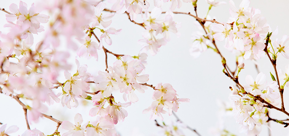 扇 　　火焔紅葉と満開桜 　美品　　　35－00