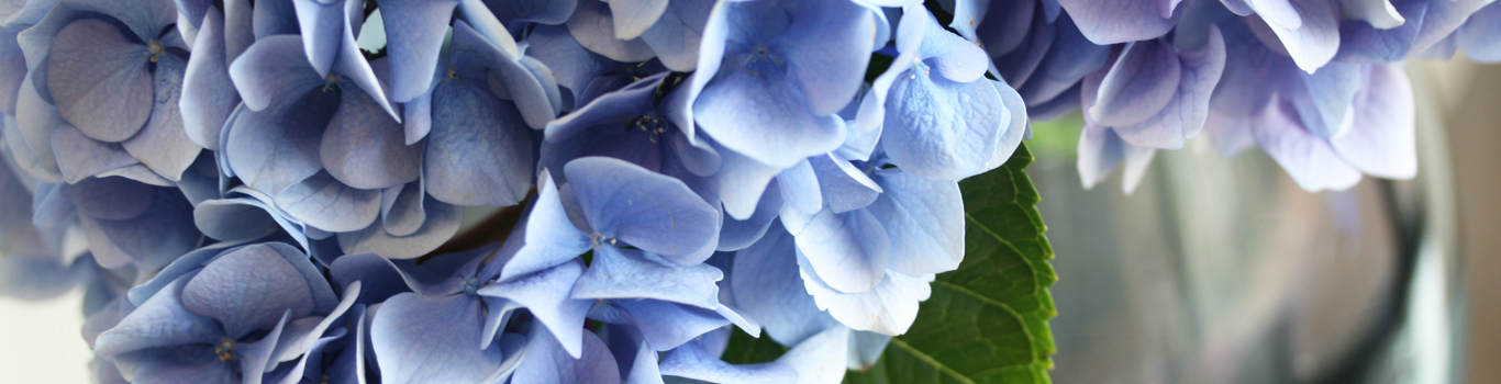 アジサイ 青山フラワーマーケット公式 花屋 花 花束 フラワーギフト 通販