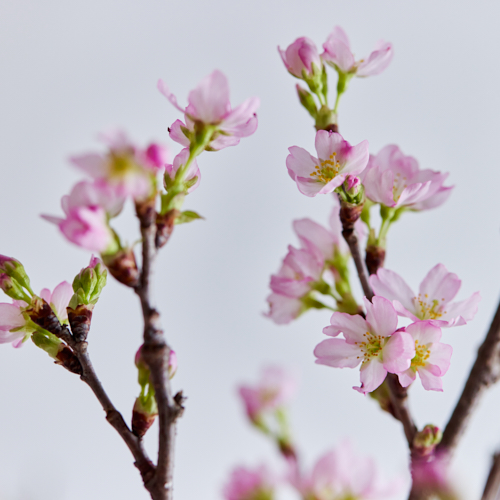 産直】JA全農山形の啓翁桜 120cm（10本） | 青山フラワーマーケット