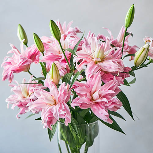 産直】エフ・エフ・ヒライデの八重オリエンタルリリー5本 ピンク系