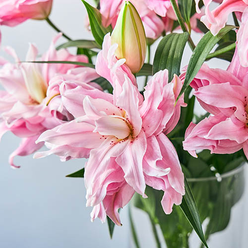 産直】エフ・エフ・ヒライデの八重オリエンタルリリー5本 ピンク系