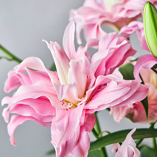 【産直】エフ・エフ・ヒライデの八重オリエンタルリリー5本 ピンク系 青山フラワーマーケット｜花や緑とともに暮らす毎日を