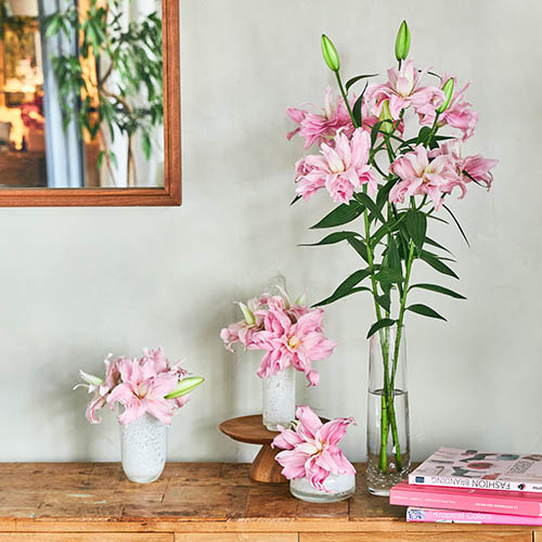 産直】エフ・エフ・ヒライデの八重オリエンタルリリー5本 ピンク系