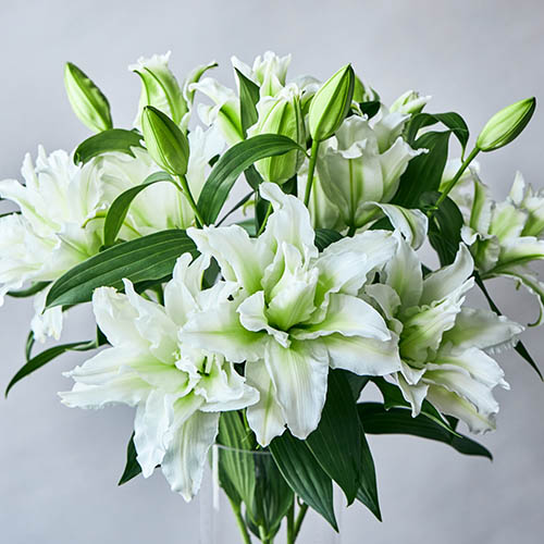 産直】エフ・エフ・ヒライデの八重オリエンタルリリー5本 ホワイト系