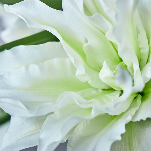 産直】エフ・エフ・ヒライデの八重オリエンタルリリー5本 ホワイト系