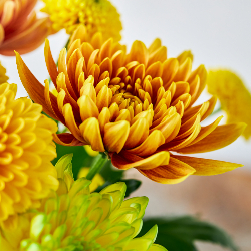 産直】送料無料！ジャパンフラワードリームのマム（イエローオレンジ系