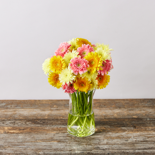 産直 アドアーフローカのガーベラ 3品種30本ミックス 青山フラワーマーケット公式 花屋 花 花束 フラワーギフト 通販