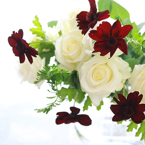 Weekly Flower バレンタインに チョコレートコスモスと白バラ 青山フラワーマーケット公式 花屋 花 花束 フラワーギフト 通販
