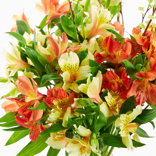 アルストロメリア 黄色オレンジ系 と季節のグリーン ベースセット 青山フラワーマーケット公式 花屋 花 花束 フラワーギフト 通販 アルストロメリア 黄色オレンジ系 と季節のグリーン ベースセット 青山フラワーマーケット公式 花屋 花 花束 フラワーギフト 通販