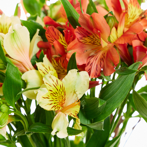 アルストロメリア 黄色オレンジ系 と季節のグリーン ベースセット 青山フラワーマーケット公式 花屋 花 花束 フラワーギフト 通販