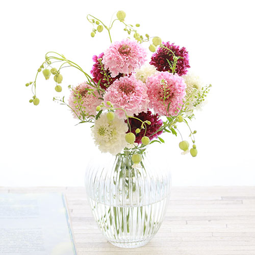 スカビオサ10本と季節のグリーン 青山フラワーマーケット公式 花屋 花 花束 フラワーギフト 通販